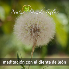 Episodio 36 - Meditación con el diente de león