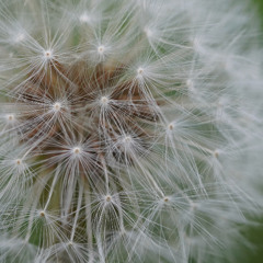 ephemeral