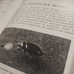 The Bombardier Beetle