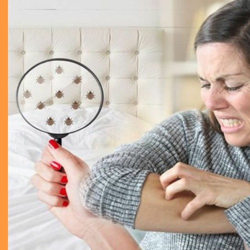 Stream episode How Bedbugs Can Impact on Your Health by bedbug store podcast Listen online for