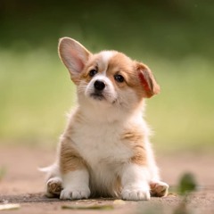 Puppies Are Forever by Sia - 2021 Remix (See Description)