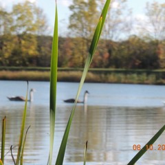 @xxffcyuvcui - it's a keepsake (fleafriends)