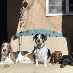 Interrupted by the Dawgs.