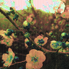 ☸∵ Caramel tribe ∴☸