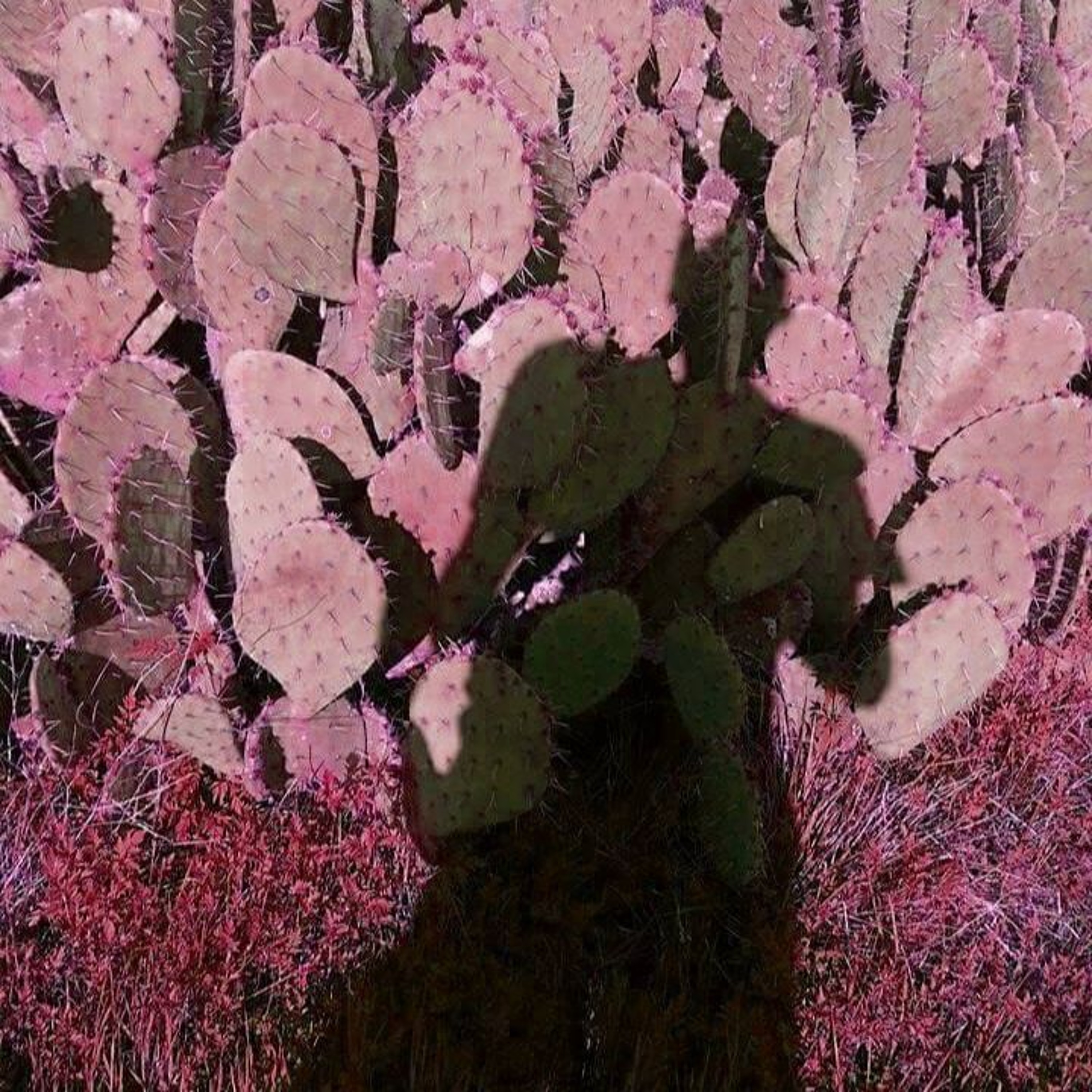 sounds with cicadas episode artwork