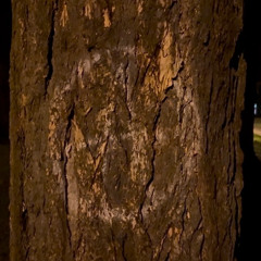 i did it (prod. ducort)