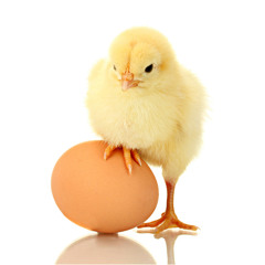 Gloomy - The 'Chicken Or Egg' Paradox