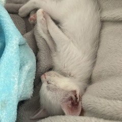 ✭ೄྀ𝜗𝜚∘˙⊹♬