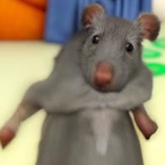 Sparta Rat Beat Base