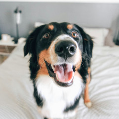 Lessons on Faith from Dogs
