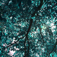 Under The Canopy 2