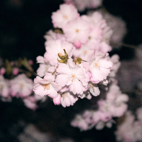 Bloom