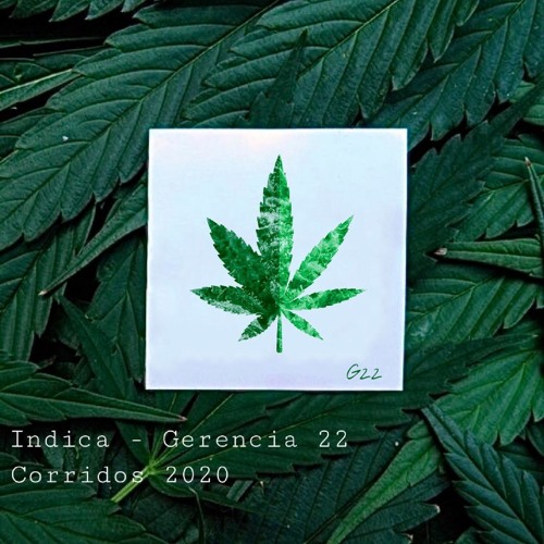 Indica - Gerencia 22 ( Corridos 2020 )