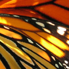 Monarch