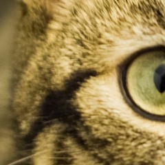 Legendary TriHard feat. RA the Rugged Man (Legendary Loser Remix)