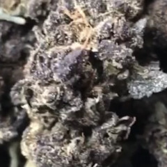 Black runtz “ mucho cash “ 🤝🤑