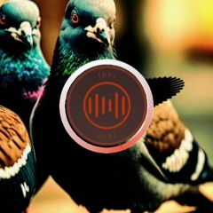 Columba (feat. un pigeon)