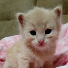 скрепка дрип-малыши забивн@й