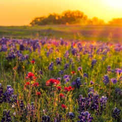 Dreamy Summer Melodic Mix - July 2024 - Melodic House / Organic House / Progressive House