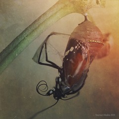 Metamorphosa - Naviarhaiku503