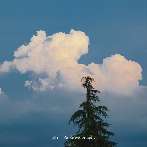 14? "Puple Moonlight"