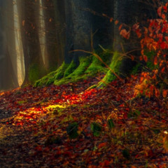 Autumnal Whispers *