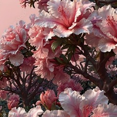 azalea prod steriia