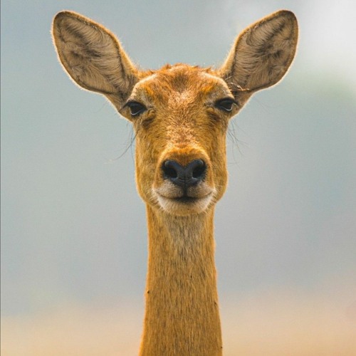 كل القلوب هـشّـه