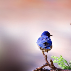 bird poetry