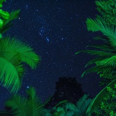 Jungle Nights