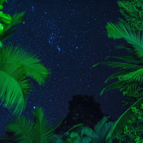 Jungle Nights