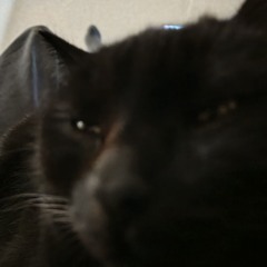 Analog Angels + Я уебываю в джаз