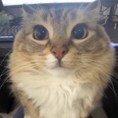 сидим с бобром за столом