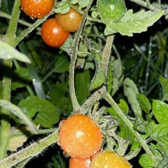 Sweet Baby Angel (prod. yabob)