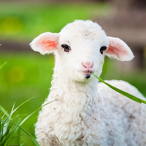 Stream Little Lamb, Who Made Thee? - by Larry Nickel by Cypress ...