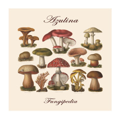 Inocybe