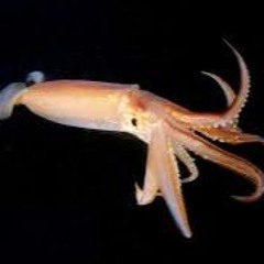 190320 - Bruk Radio Guest Mix