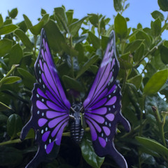 Flight of the faeries