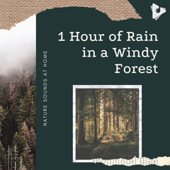 1 Hour of Rain in a Windy Forest