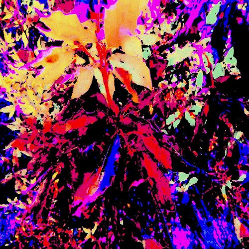 Exclusive Premiere: Agile Experiments "Bloom Anubis" (Forthcoming on Dave De Rose Records)