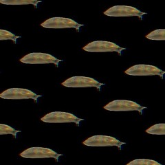 Slug Walk