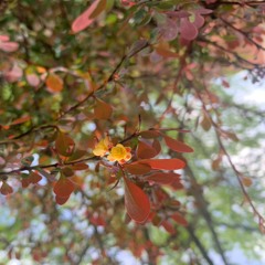 uptown odyssey (demo)