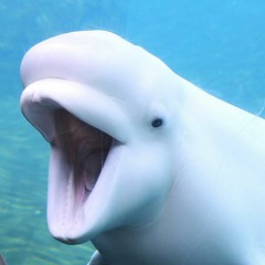 Heroin Gang - 33 Seconds of Dolphin Sex