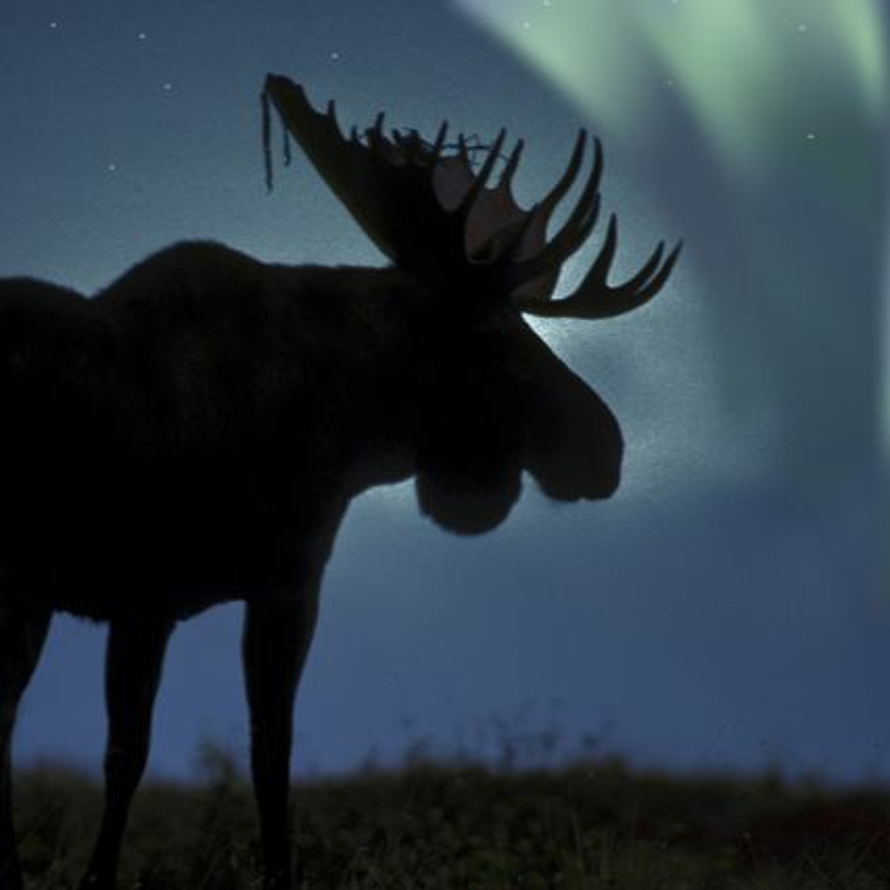 Mister Moose - Still In My House Mix 2020    FREE DOWNLOAD episode artwork
