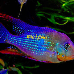 Weird fishes / Arpeggi - Radiohead [Cyndra Remix]