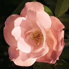 Mon Amie La Rose