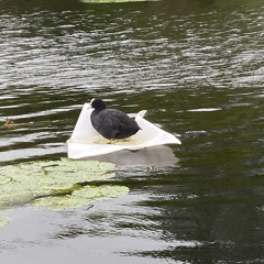 Waar ik sta (Spraakmemo)