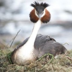 Grebes Hatching Chicks - John Darby