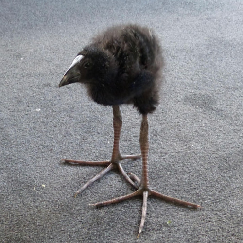 TheEpicDuck - Cool Nice Super Approved Song