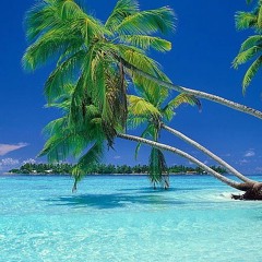 COCONUT TREE | BREEZE x COCO | Emotional Summer Vibez